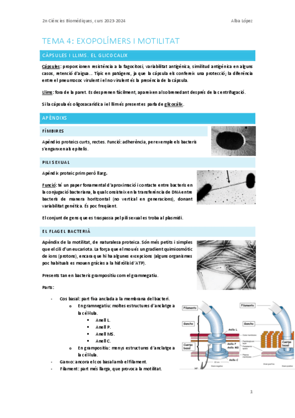 Miniatura del documento Tema-4.-Exopolimers-i-motilitat.pdf