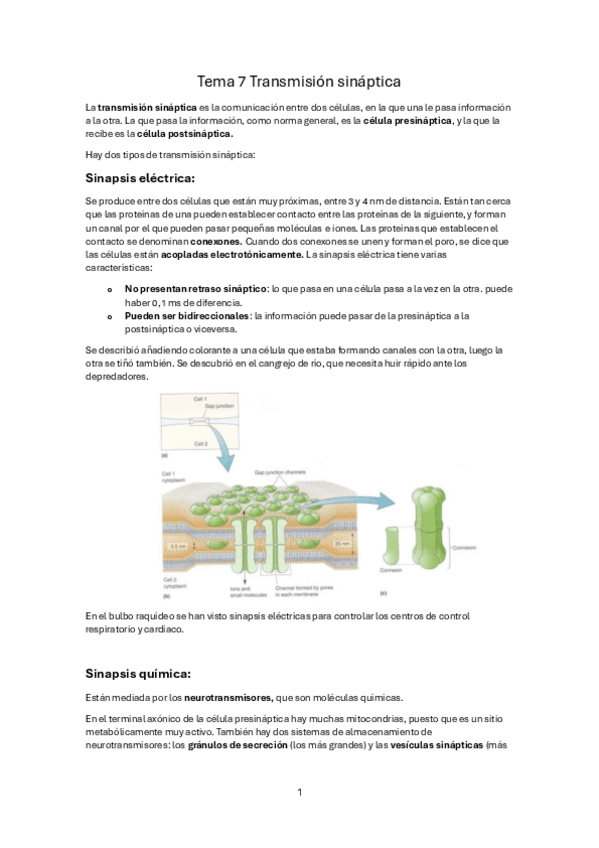 Miniatura del documento Tema-7-Transmision-sinaptica.pdf
