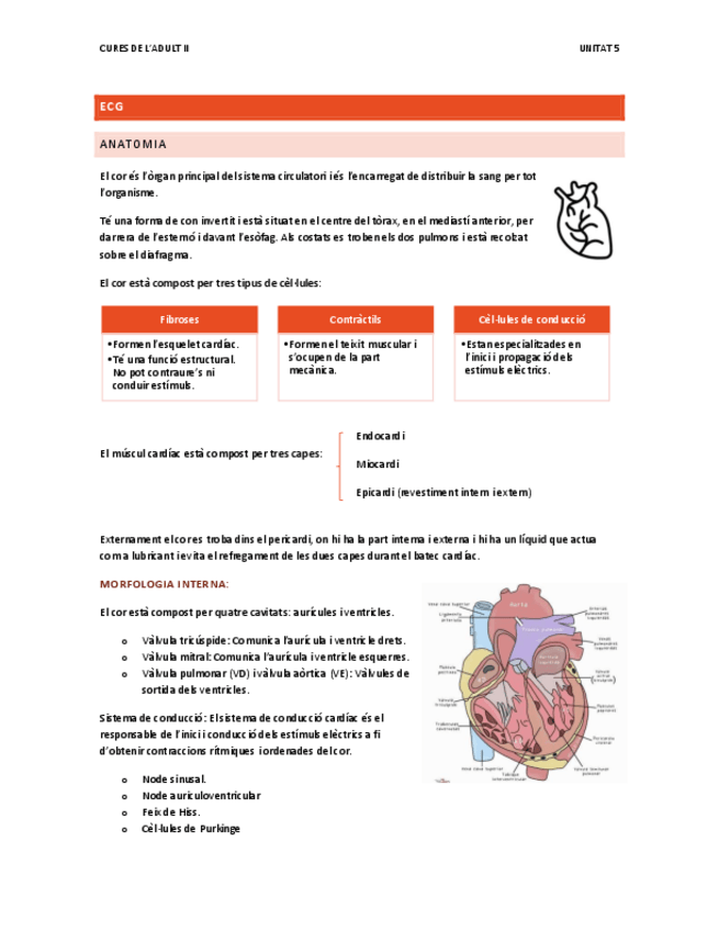 Miniatura del documento Curers-Adult-II-Unitat-5.-ECG.pdf