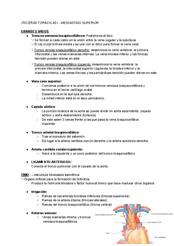 Miniatura del documento T7-Visceras-toracicas-I-Mediastino-superior.pdf