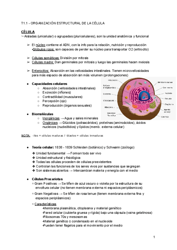 Miniatura del documento T1-Organizacion-estructural-de-la-celula.pdf