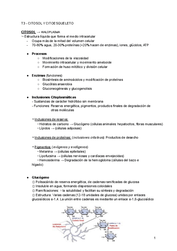 Miniatura del documento T3-Citosol-y-Citoesqueleto.pdf