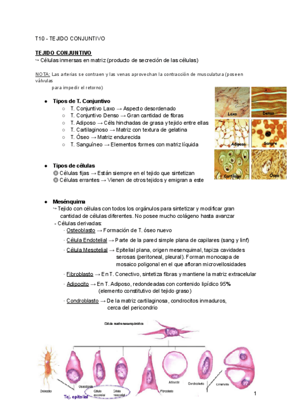 Miniatura del documento T10-Tejido-Conjuntivo.pdf