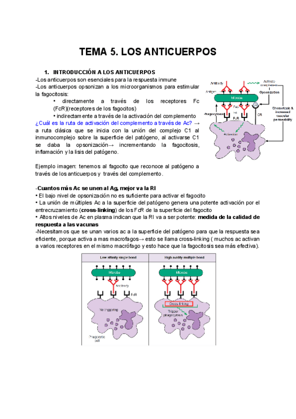 Miniatura del documento TEMA-5.-LOS-ANTICUERPOS.pdf