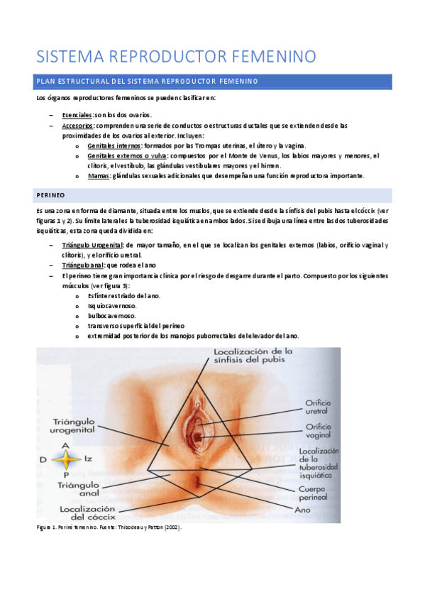 Miniatura del documento Sistema-Reproductor-Femenino.-Anatomia.pdf