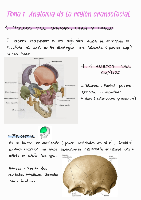 Miniatura del documento Huesos-de-la-region-craneofacial.pdf