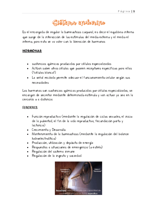 Miniatura del documento Sis.-Endocrino.pdf