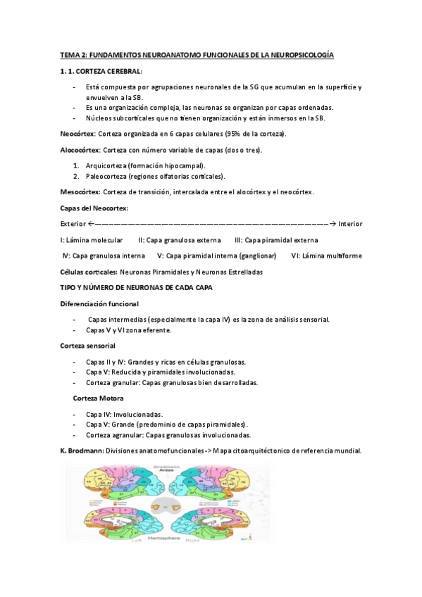 Miniatura del documento APUNTES-TEMA-2-FUNDAMENTOS-NEUROANATOMO-FUNCIONALES-DE-LA-NEUROPSICOLOGIA.pdf