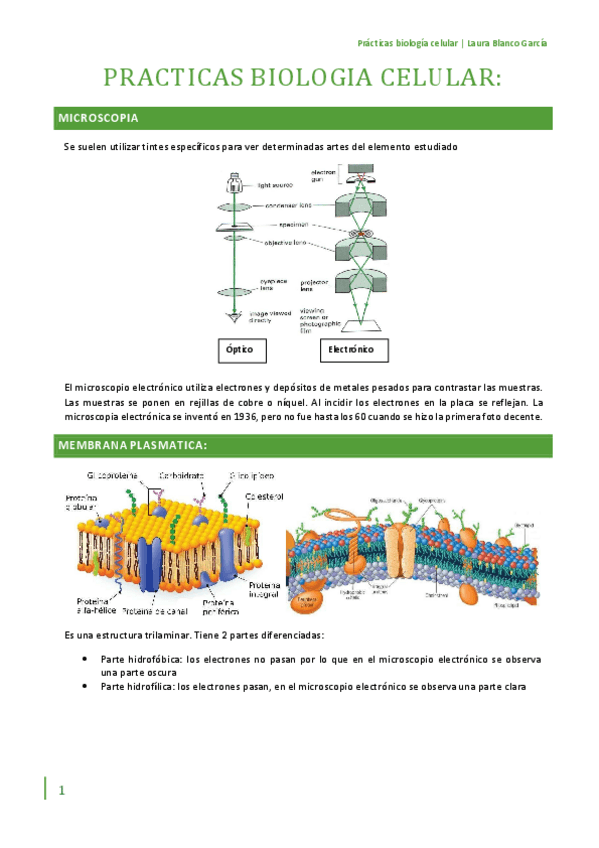 Miniatura del documento Practicas-biologia-celular.pdf
