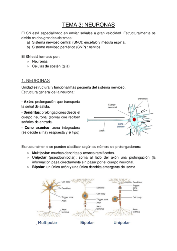 Miniatura del documento TEMARIO-FINAL-FISIOLOGIA.pdf