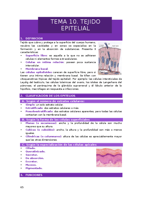 Miniatura del documento TEMA-10-11.1.-TEJIDO-EPITELIAL-TEJIDO-CONJUNTIVO.docx