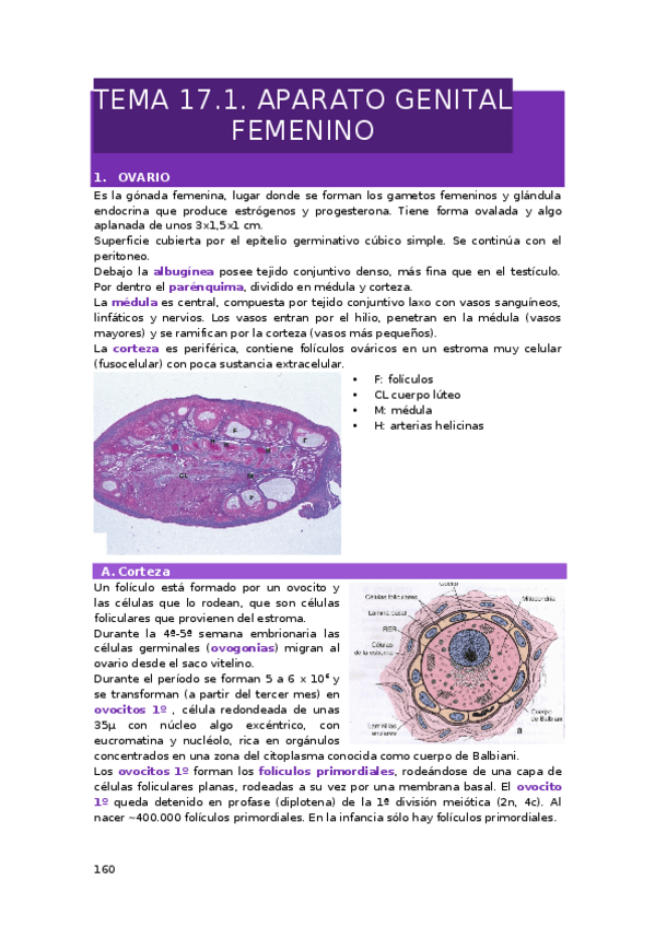 Miniatura del documento TEMA-17.-APARATO-GENITAL.docx