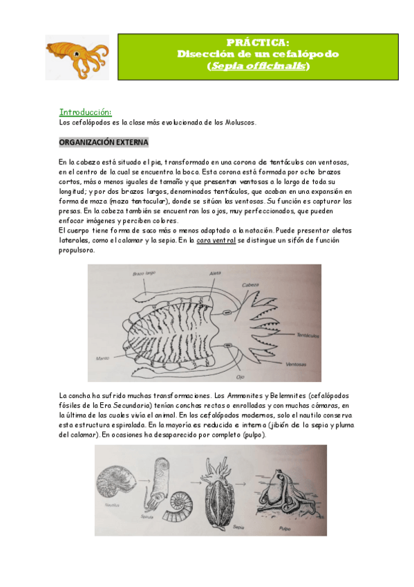 Miniatura del documento Practica-Diseccion-Sepia.pdf