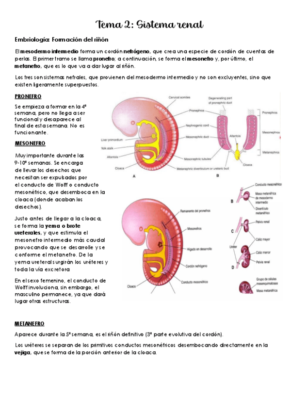 Miniatura del documento Tema-2-SISTEMA-RENAL.pdf
