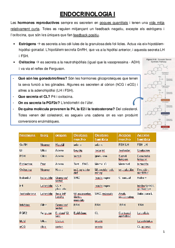 Miniatura del documento Endocrinologia-I.pdf