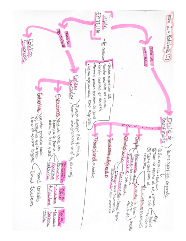 Miniatura del documento Esquemas-Histologia-Anatomia-II-1.pdf