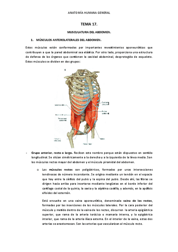 Miniatura del documento Musculatura-del-abdomen.pdf