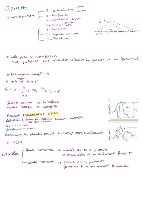 Miniatura del documento TEMA-8-ENZIMAS.pdf