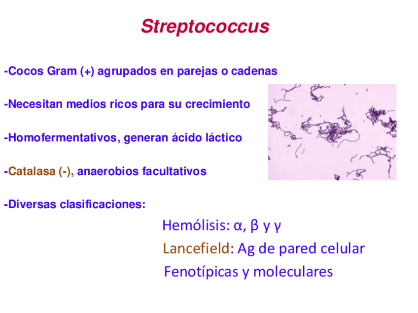 Miniatura del documento Tema16-bEstreptococos.pdf