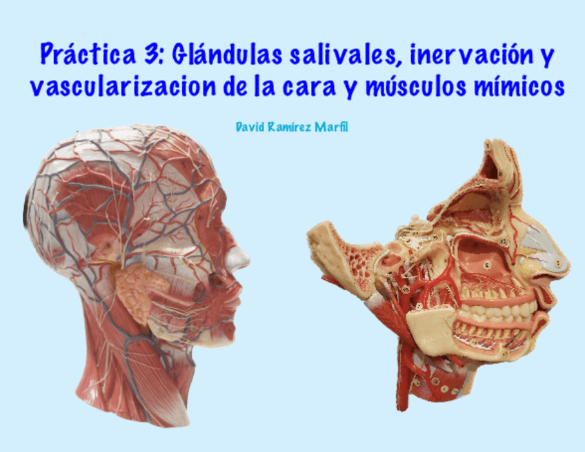Miniatura del documento Practica-3.-Glandulas-salivales-inervacion-y-vascularizacion-de-la-cara-y-musculos-mimicos.pdf