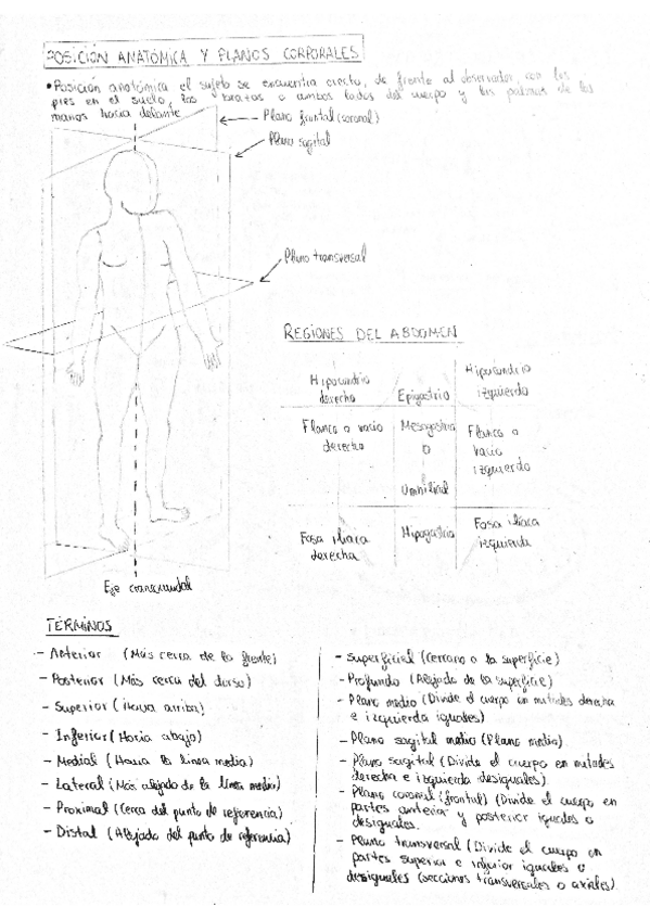 Miniatura del documento ATLAS-ANATOMIA.pdf