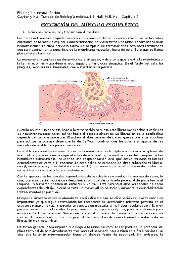 Miniatura del documento Tema-7.-Excitacion-del-musculo-esqueletico.docx