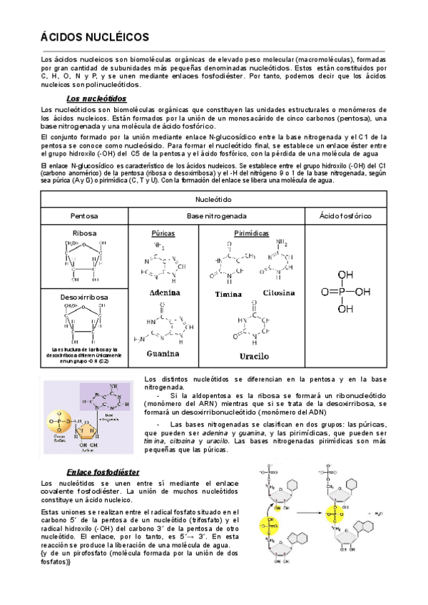 Miniatura del documento ACIDOS-NUCLEICOS-bach.pdf
