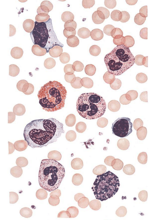 Miniatura del documento MICROBIOLOGIA.pdf