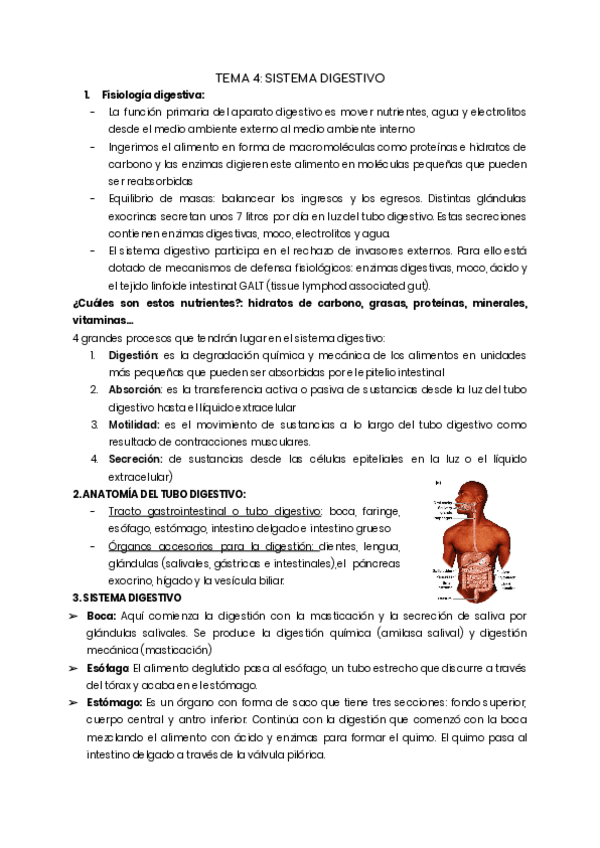 Miniatura del documento tema-4-fisio.pdf