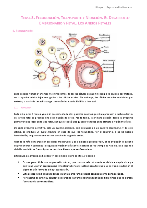 Miniatura del documento TEMA-3.-Fecundacion-Transporte-y-Nidacion.-El-Desarrollo-Embrionario-y-Fetal.-Los-Anejos-Fetales.pdf