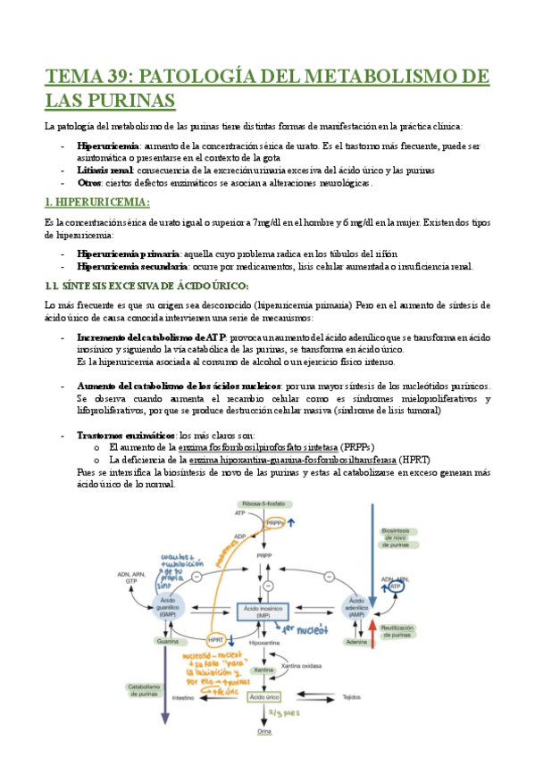 Miniatura del documento TEMA-39-PATOLOGIA-DEL-METABOLISMO-DE-LAS-PURINAS.pdf