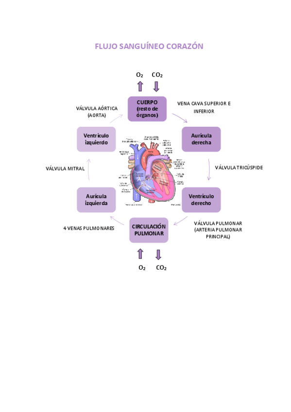 Miniatura del documento ESQUEMA-FLUJO-SANGUINEO-CORAZON.pdf