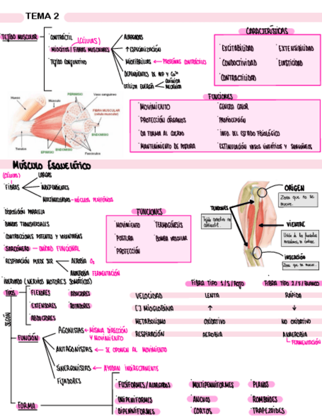 Miniatura del documento TEMA-2-TEJIDO-MUSCULAR.pdf