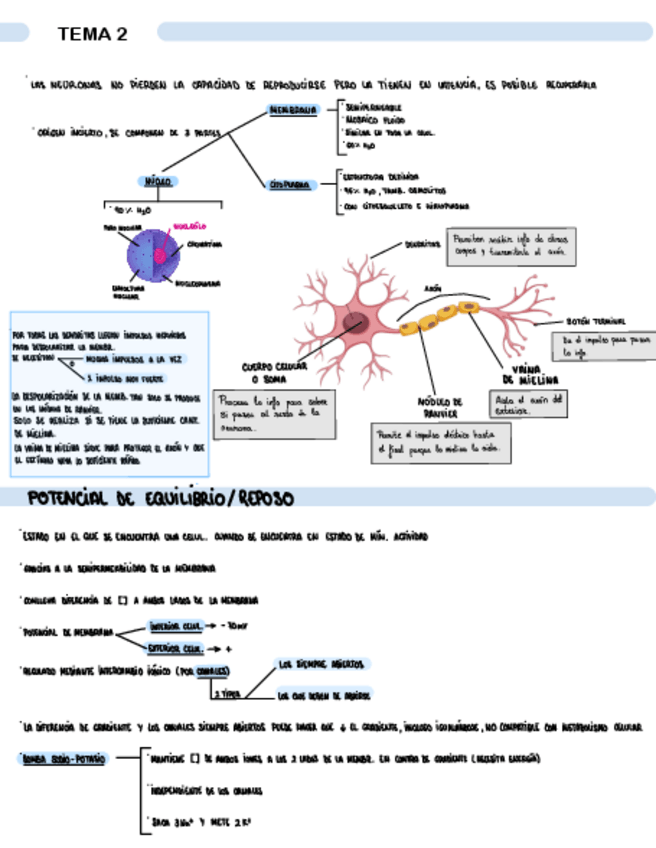 Miniatura del documento TEMA-2-FISIOLOGIA-DEL-NERVIO.pdf