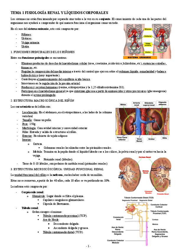 Miniatura del documento FISIOLOGIA-II-TEMA-1-FISIOLOGIA-RENAL-Y-LIQUIDOS-CORPORALES.pdf