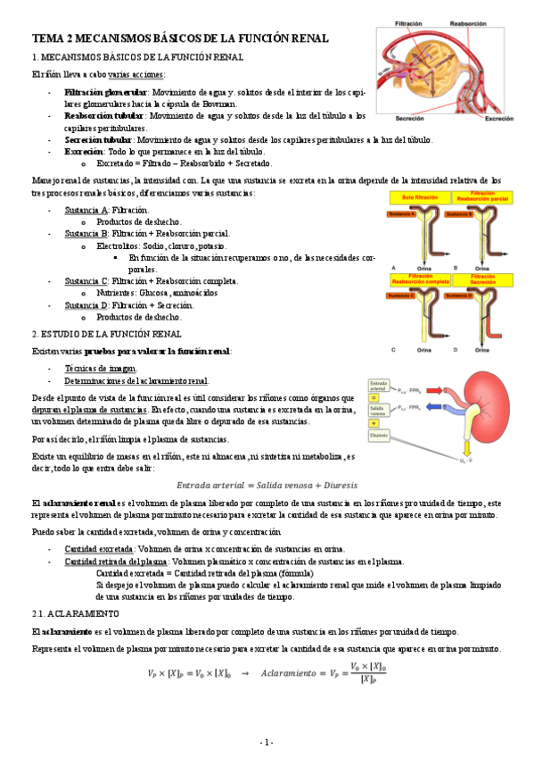 Miniatura del documento FISIOLOGIA-II-TEMA-2-MECANISMOS-BASICOS-DE-LA-FUNCION-RENAL.pdf