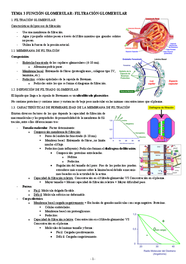 Miniatura del documento FISIOLOGIA-II-TEMA-3-FUNCION-GLOMERULAR-FILTRACION-GLOMERULAR.pdf