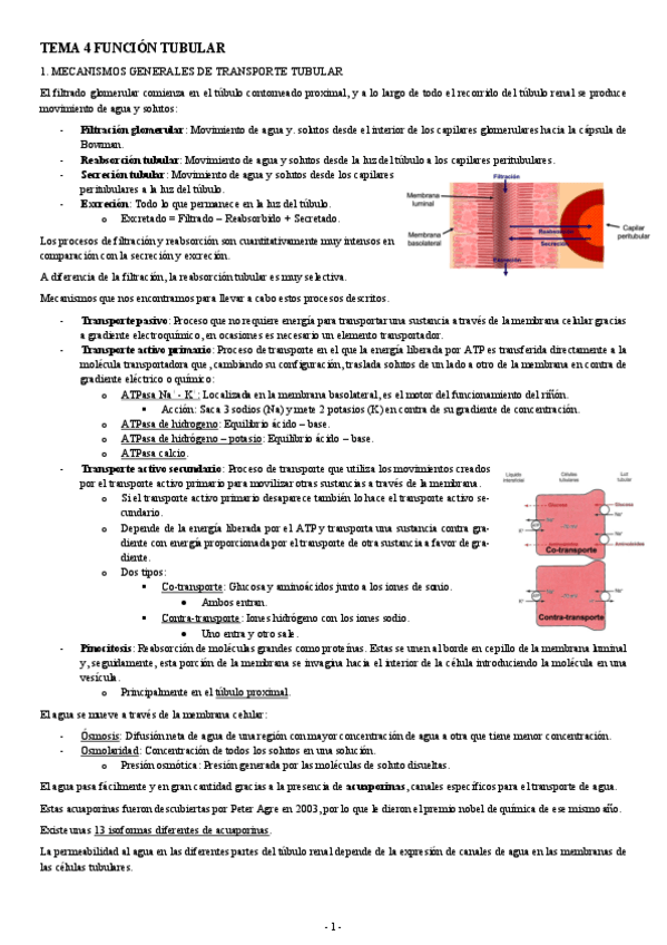 Miniatura del documento FISIOLOGIA-II-TEMA-4-FUNCION-TUBULAR.pdf