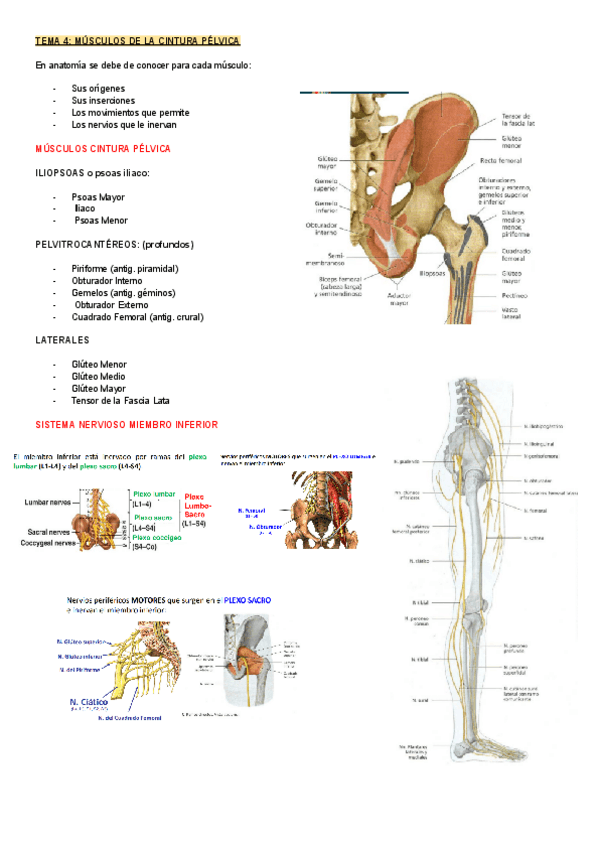 Miniatura del documento TEMA-4-ANATOMIA-MUSCULOS-DE-LA-CINTURA-PELVICA.pdf