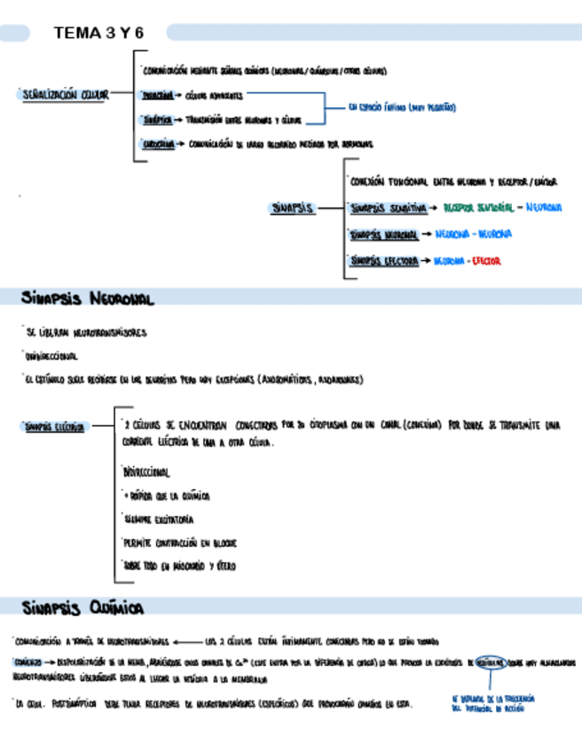 Miniatura del documento TEMA-3-Y-6-TRANSMISION-SINAPTICA-Y-NEUROTRANSMISION.pdf