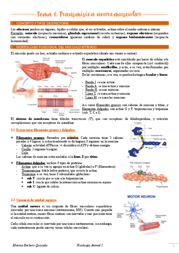 Miniatura del documento Tema-6.-Transmision-neuromuscular.pdf