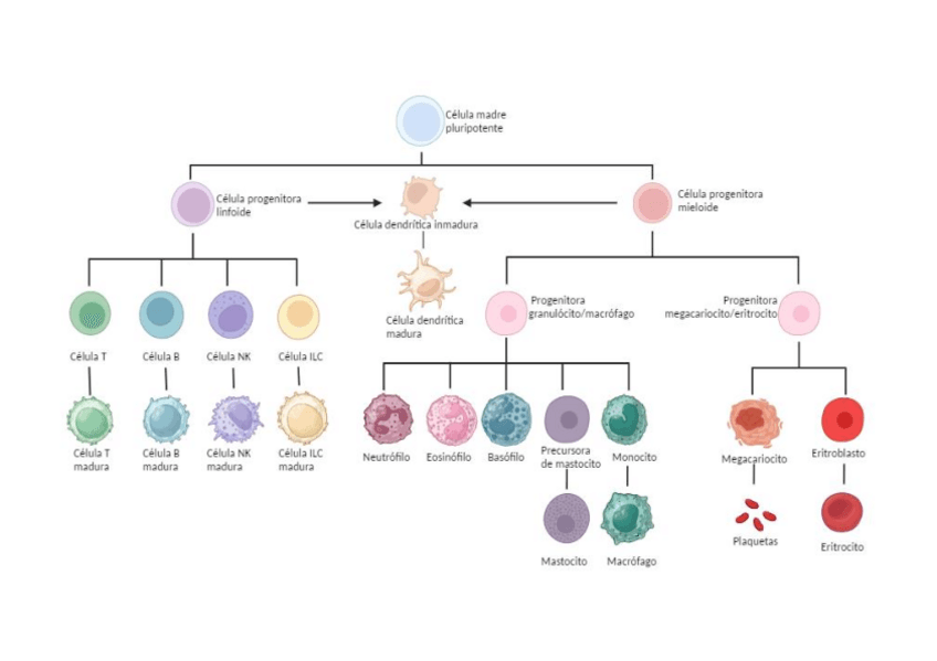 Miniatura del documento Hematopoyesis.pdf
