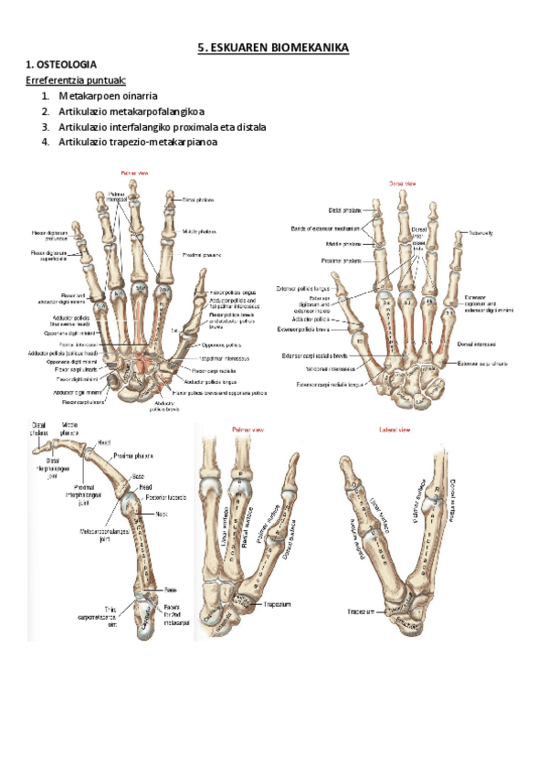 Miniatura del documento 5.-Eskuaren-biomekanika.pdf