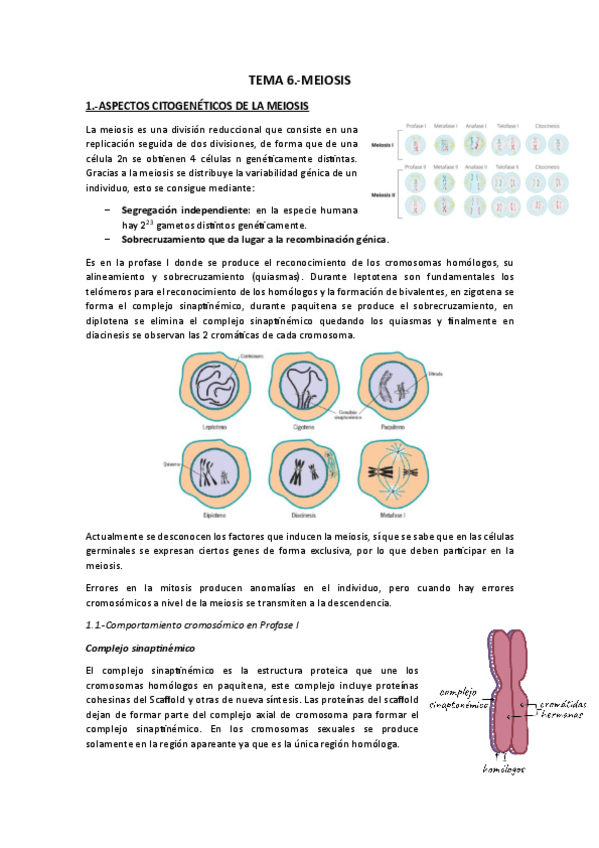 Miniatura del documento Tema 6.-Meiosis.pdf