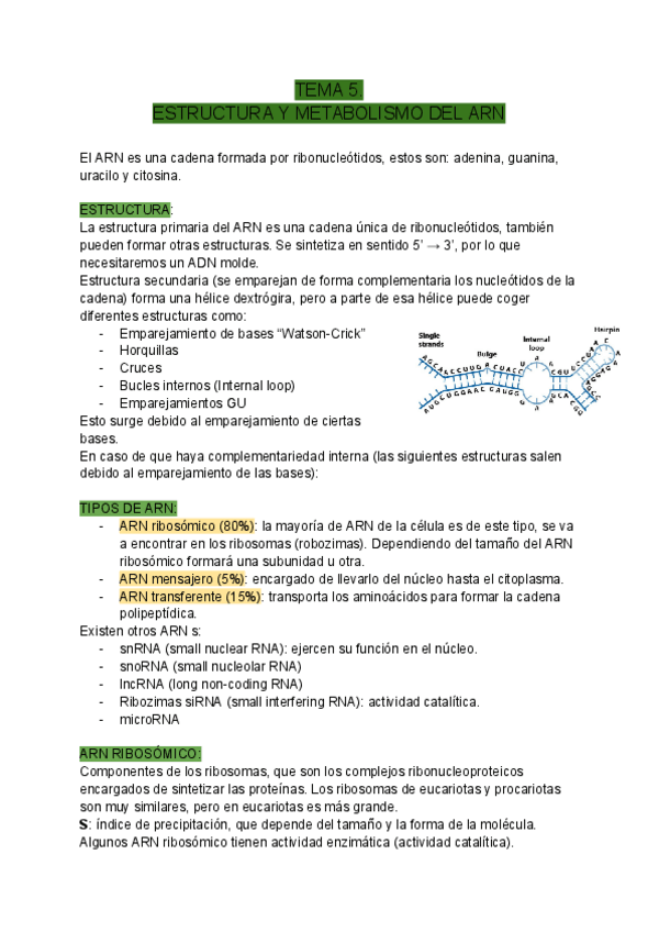 Miniatura del documento TEMA-5-ESTRUCTURA-Y-METABOLISMO-DEL-ARN.pdf
