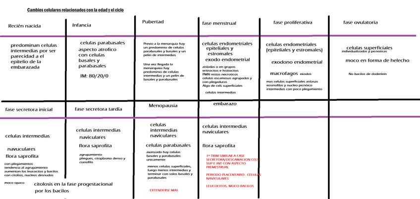 Miniatura del documento ESQUEMA-DE-LAS-CELULAS-SEGUN-DESARROLLO-FEMENINO.png