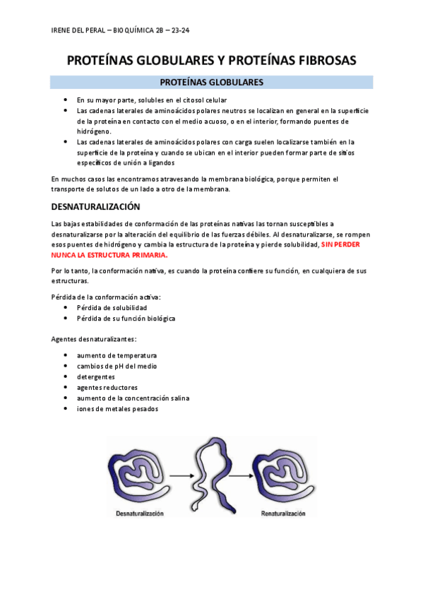 Miniatura del documento SEMINARIO-1-y-2-PROTEINAS-FIBROSAS-Y-GLOBULARES.pdf