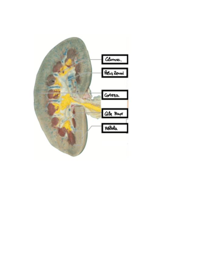 Miniatura del documento Laminas-Anatomicas-De-Pruebas-De-Imagen.-Estructuras-basicas-vias-urinarias.pdf