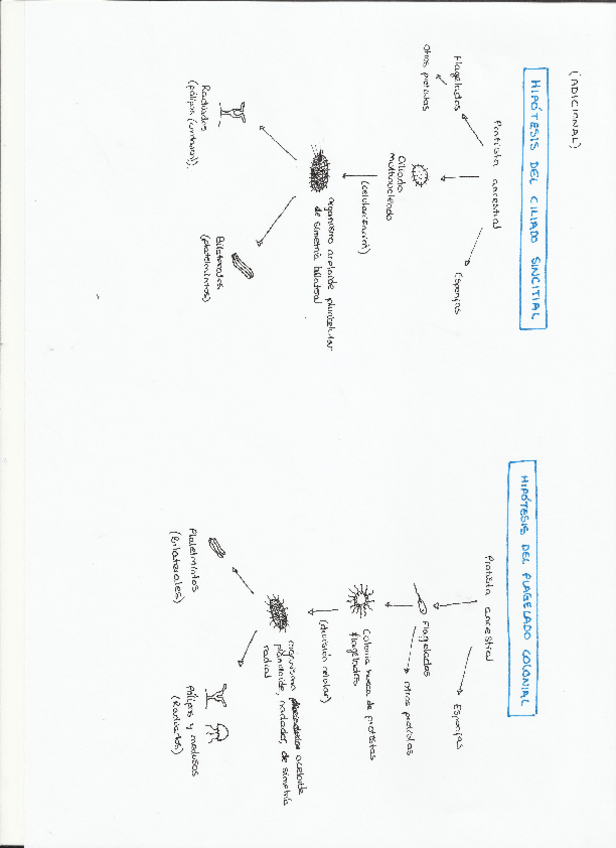 Miniatura del documento Dibujos-Zoologia.pdf