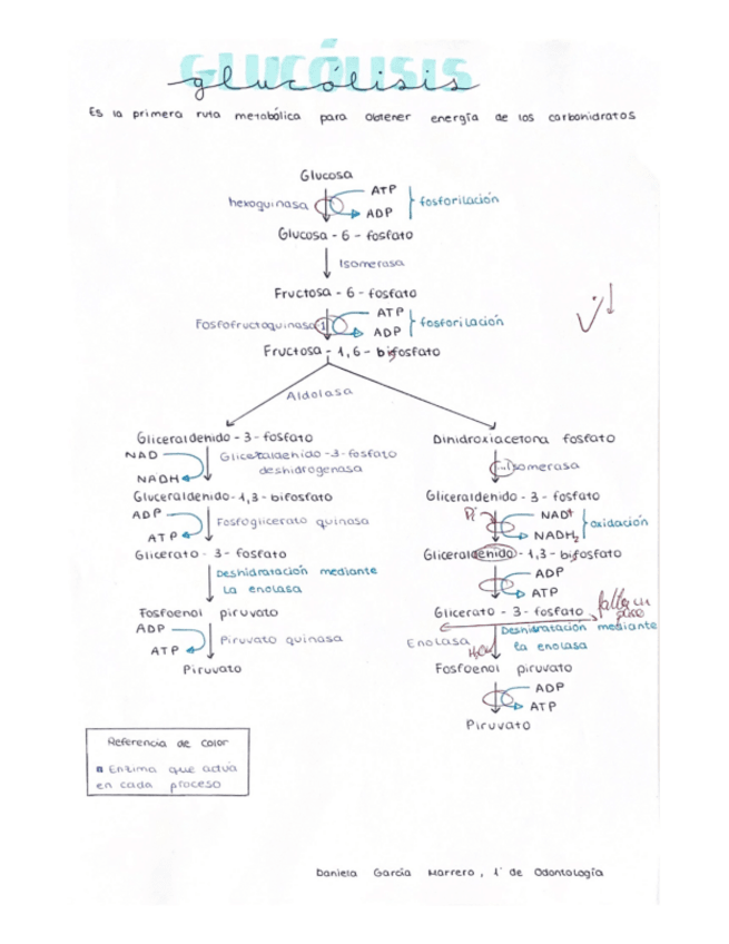 Miniatura del documento A03-Glucolisis.pdf